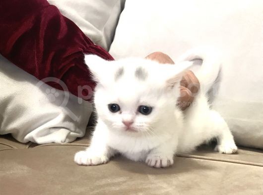 Beyaz Dişi Scottish Fold görsel