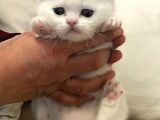 Beyaz Dişi Scottish Fold