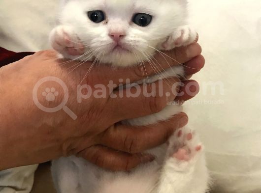 Beyaz Dişi Scottish Fold görsel