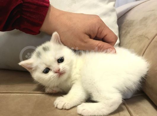 Beyaz Dişi Scottish Fold görsel