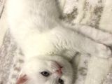 Beyaz dişi Scottish Fold
