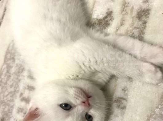 Beyaz Dişi Scottish Fold