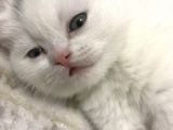 Beyaz Dişi Scottish Fold