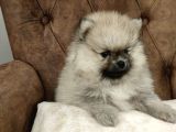 Orji̇nal Pomerani̇an Boo Yavrularimiz