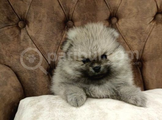 Orji̇nal Pomerani̇an Boo Yavrularimiz görsel