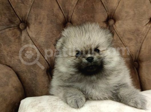 Orange Pomerani̇an Boo Yavrusu görsel