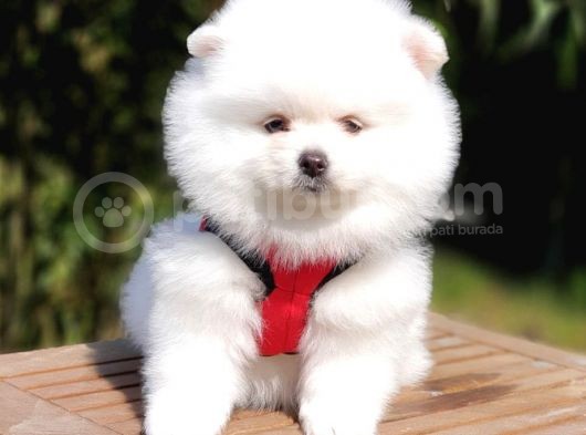 Orjinal Pomeranian Boo Yavrularımız görsel