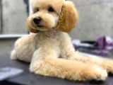 Poodle Toy Erkek Yavru