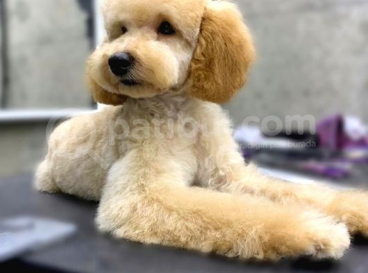 Poodle Toy Erkek Yavru görsel
