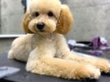 Poodle Toy Erkek yavru