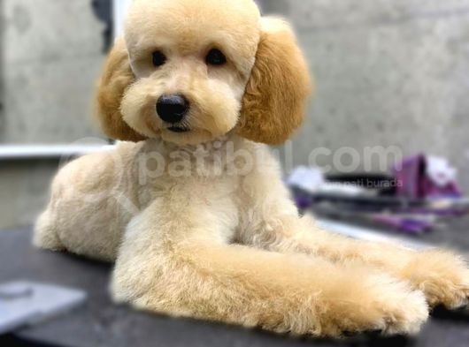Poodle Toy Erkek Yavru