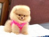 Pomeranian Boo Teddy Face Dişi Yavrumuz
