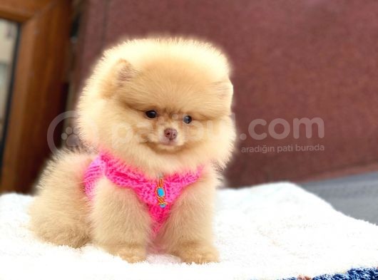 Pomeranian Boo Teddy Face Dişi Yavrumuz görsel