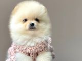 Safkan Pomeranian Boo Yavrular