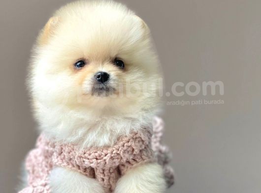 Safkan Pomeranian Boo Yavrular görsel
