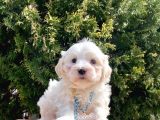 Maltese Mini Boy Sevimli Yavrular