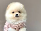 Ayı Surat Sevimli Mini Boy Pomeranian Yavrular