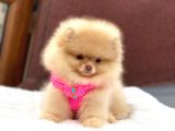 Pomeranian Boo Teddy Face Dişi Yavrumuz