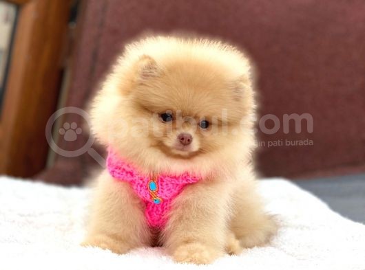 Pomeranian Boo Teddy Face Dişi Yavrumuz görsel