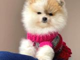 Safkan Pomeranian Boo Yavrular