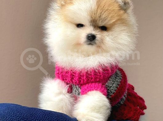 Safkan Pomeranian Boo Yavrular