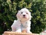 Maltese Mini Boy Sevimli Yavrular
