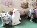 4 Dişi British