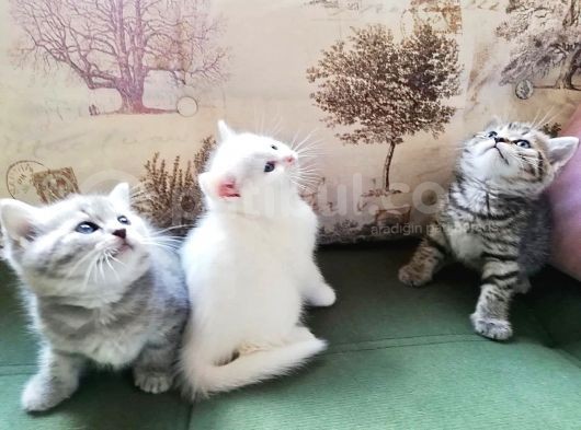 4 Dişi British görsel