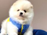 Safkan Pomeranian Boo Yavrular