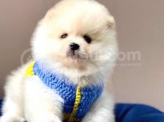 Safkan Pomeranian Boo Yavrular görsel