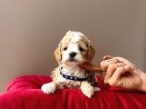 Maltipoo Mix Irk Sevimli Yavrular
