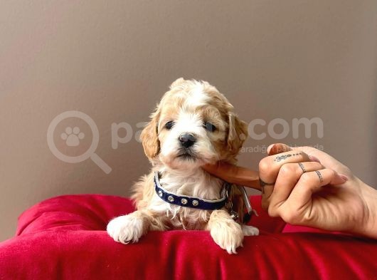 Maltipoo Mix Irk Sevimli Yavrular görsel