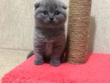 50 Günlük Scottish Fold Dişi