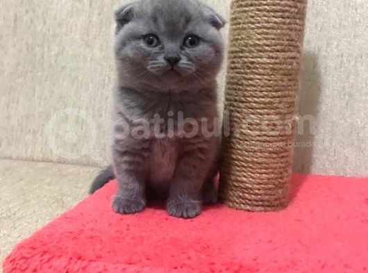 50 Günlük Scottish Fold Dişi görsel