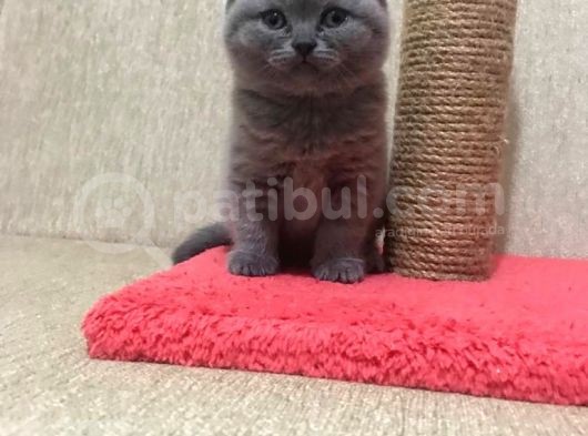 50 Günlük Scottish Fold Dişi görsel