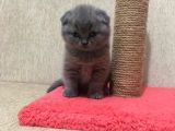 50 Günlük Scottish Fold Dişi