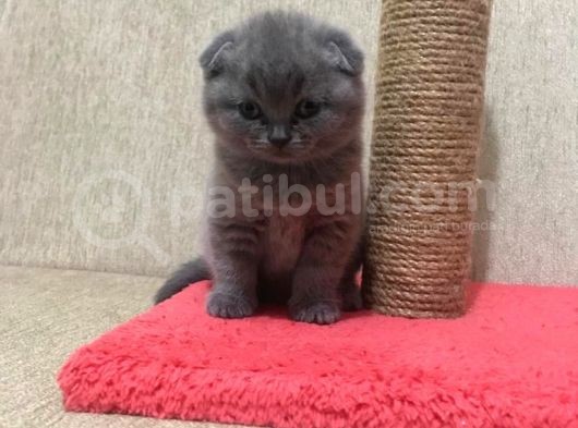 50 Günlük Scottish Fold Dişi görsel