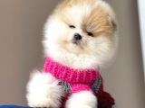 Safkan Pomeranian Boo Yavrular