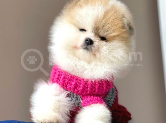 Safkan Pomeranian Boo Yavrular görsel