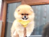 Pomeranian Boo Teddy Face Erkek Yavrumuz