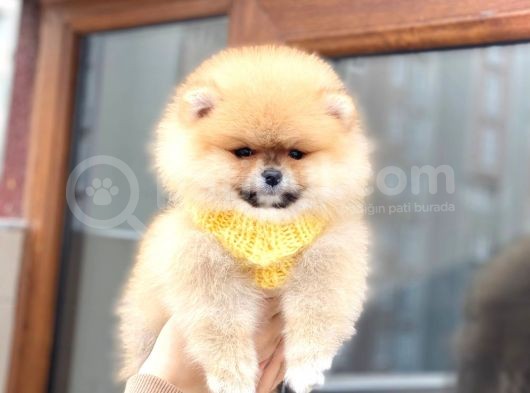 Pomeranian Boo Teddy Face Erkek Yavrumuz görsel