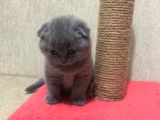 50 Günlük Scottish Fold Dişi