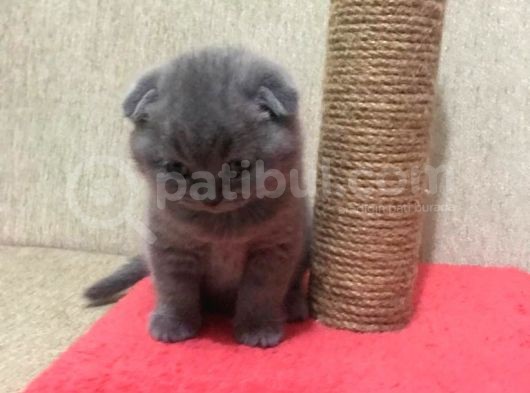 50 Günlük Scottish Fold Dişi