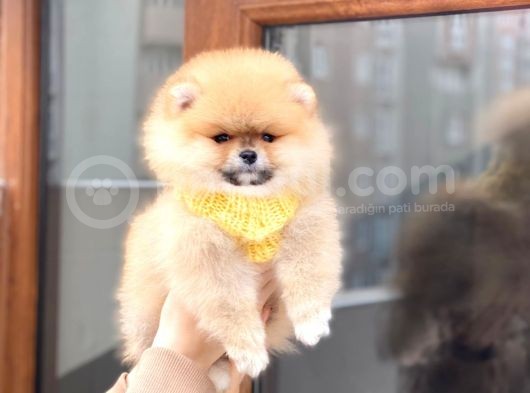 Pomeranian Boo Teddy Face Erkek Yavrumuz