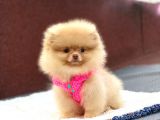 Pomeranian Boo Teddy Face Dişi Yavrumuz