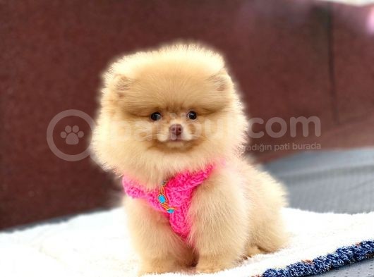 Pomeranian Boo Teddy Face Dişi Yavrumuz görsel
