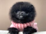 Safkan Pomeranian Boo Yavrular