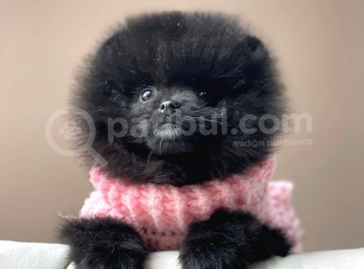 Safkan Pomeranian Boo Yavrular görsel