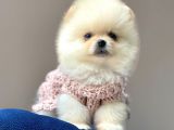 Safkan Pomeranian Boo Yavrular