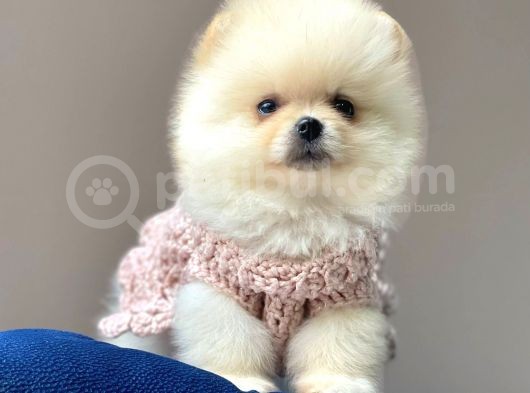 Safkan Pomeranian Boo Yavrular görsel